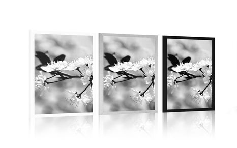 POSTER CHERRY BLOSSOM IN BLACK AND WHITE - BLACK AND WHITE - POSTERS