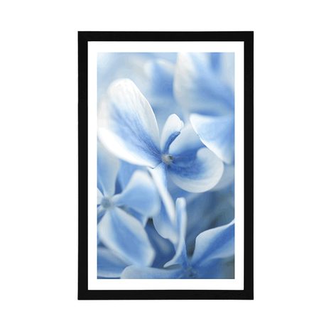 POSTER WITH MOUNT BLUE-WHITE HYDRANGEA FLOWERS - FLOWERS - POSTERS