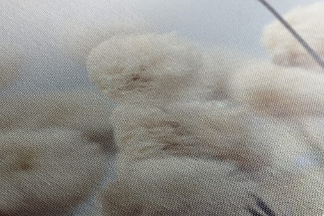 SLIKA ARKTIČNI CVETOVI BOMBAŽA - SLIKE ROŽ - SLIKE