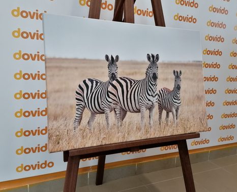 WANDBILD DREI ZEBRAS IN DER SAVANNE - BILDER TIERE - BILDER