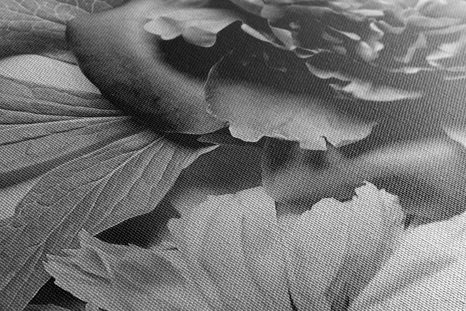 SLIKA POTONIKE V ČRNOBELI IZVEDBI - ČRNOBELE SLIKE - SLIKE