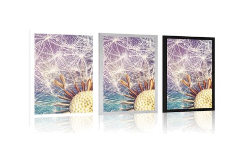 POSTER DETAILLIERTE PUSTEBLUME - BLUMEN - POSTER