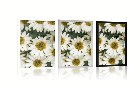 PLAKÁT LÉČIVÉ KVĚTINY HEŘMÁNKU - KVĚTINY - PLAKÁTY