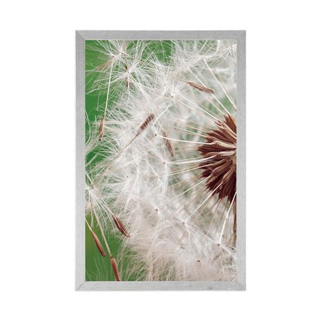 POSTER DETAIL OF A DANDELION - FLOWERS - POSTERS