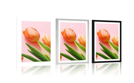 POSTER MIT PASSEPARTOUT ELEGANTE TULPEN - BLUMEN - POSTER