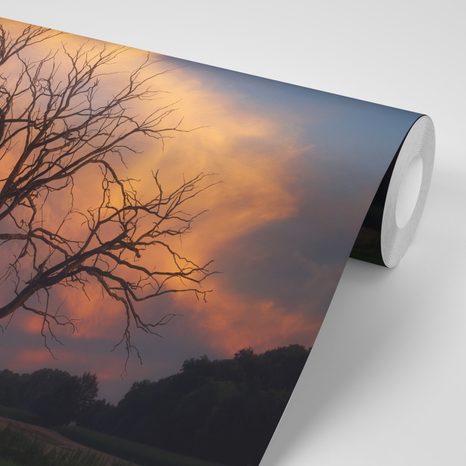 FOTOTAPETA NÁDHERNÝ STROM NA LOUCE - TAPETY PŘÍRODA - TAPETY