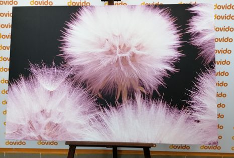 OBRAZ PAMPELIŠKA NA TMAVÉM PODKLADU - OBRAZY KVĚTŮ - OBRAZY