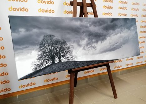 WANDBILD EINSAME BÄUME IN SCHWARZ-WEISS - SCHWARZ-WEISSE BILDER - BILDER