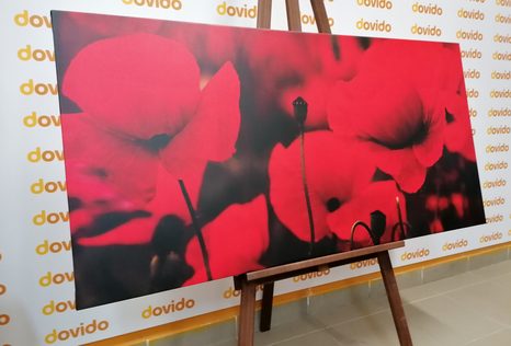 OBRAZ KRÁSNÉ POLE VLČÍCH MÁKŮ - OBRAZY KVĚTŮ - OBRAZY