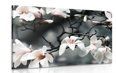 CANVAS PRINT AWAKENING MAGNOLIA - PICTURES FLOWERS - PICTURES