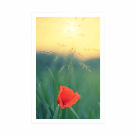 POSTER MOHNBLUME IM GRAS - BLUMEN - POSTER