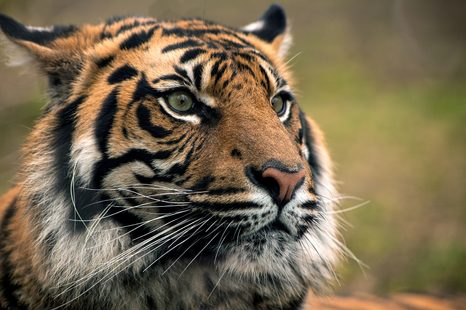 SELBSTKLEBENDE FOTOTAPETE BENGALISCHER TIGER - SELBSTKLEBENDE TAPETEN - TAPETEN