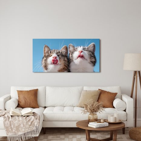 OBRAZ ROZVERNÉ KOČIČÍ DUO V DETAILU - OBRAZY KOČKY - OBRAZY