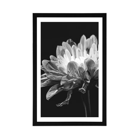 POSTER WITH MOUNT BLACK AND WHITE DAISY - BLACK AND WHITE - POSTERS