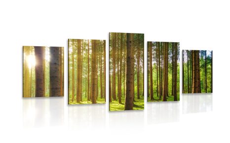 5-PIECE CANVAS PRINT MORNING IN THE FOREST - PICTURES OF NATURE AND LANDSCAPE - PICTURES