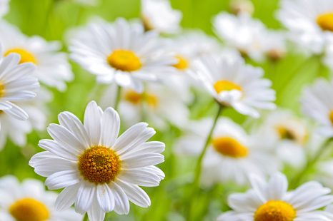 OBRAZ JARNÍ LOUKA PLNÁ KVĚTIN - OBRAZY KVĚTŮ - OBRAZY