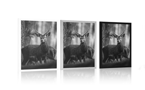 PLAKÁT JELEN V LESE V ČERNOBÍLÉM PROVEDENÍ - ČERNOBÍLÉ - PLAKÁTY