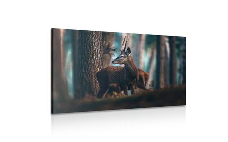 SLIKA JELEN V BOROVEM GOZDU - SLIKE ŽIVALI - SLIKE