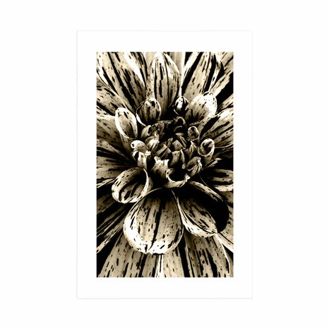 AFFICHE AVEC PASSE-PARTOUT – DAHLIA EXOTIQUE EN SÉPIA - NOIR ET BLANC - AFFICHES