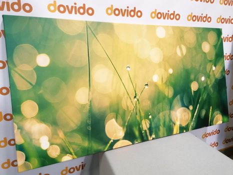 OBRAZ RANNÁ ROSA - OBRAZY PRÍRODY A KRAJINY - OBRAZY