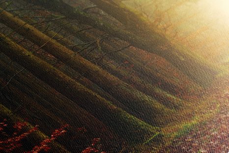 SLIKA GOZDNA POT - SLIKE NARAVE IN POKRAJINE - SLIKE