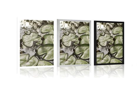 AFFICHE – NÉNUPHARS DANS LE JARDIN - NATURE - AFFICHES