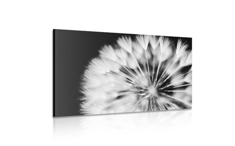 OBRAZ PAMPELIŠKA V ČERNOBÍLÉM PROVEDENÍ - ČERNOBÍLÉ OBRAZY - OBRAZY