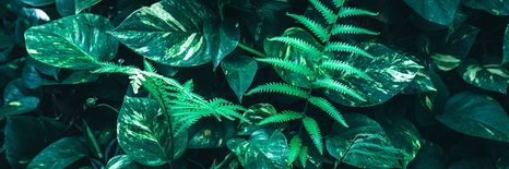 ΕΙΚΌΝΑ ΦΡΈΣΚΩΝ ΤΡΟΠΙΚΏΝ ΦΎΛΛΩΝ - ΠΊΝΑΚΕΣ ΦΎΣΗΣ ΚΑΙ ΤΟΠΊΟΥ - ΠΊΝΑΚΕΣ