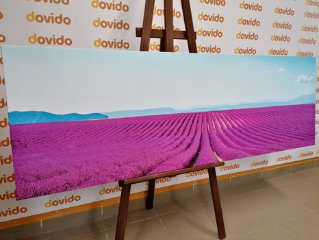 OBRAZ NEKONEČNÉ LEVANDULOVÉ POLE - OBRAZY PŘÍRODY A KRAJINY - OBRAZY