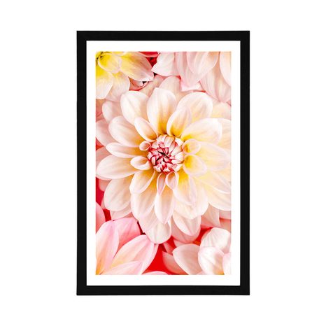 POSTER WITH MOUNT PASTEL DAHLIA FLOWERS - FLOWERS - POSTERS
