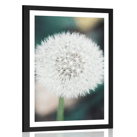 AFFICHE AVEC MONTURE CHAPEAU DE PISSENLIT PELUCHEUX BLANC - FLEURS - AFFICHES