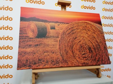 WANDBILD HEUBALLEN - BILDER VON NATUR UND LANDSCHAFT - BILDER