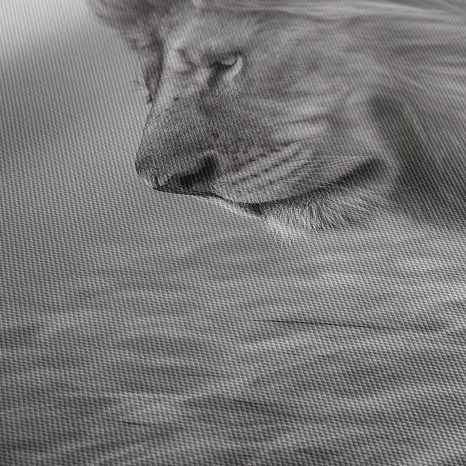 OBRAZ MAJESTÁTNÍ LEV V PŘÍRODĚ - OBRAZY LVI A TYGŘI - OBRAZY