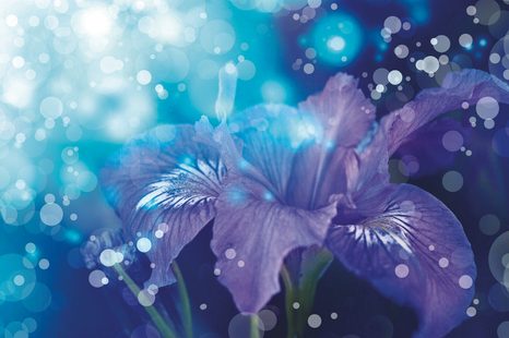 TAPETA OKOUZLUJÍCÍ SÍLA LILIE - TAPETY KVĚTINY - TAPETY