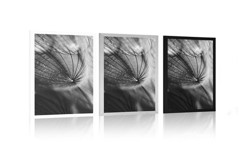 PLAKÁT KRÁSNÁ PAMPELIŠKA V ČERNOBÍLÉM PROVEDENÍ - ČERNOBÍLÉ - PLAKÁTY