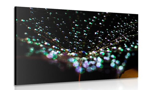 CANVAS PRINT WATER DROPS ON A DANDELION
