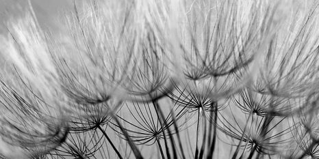 STAMPA SU TELA – SEMI DI SOFFIONE IN BIANCO E NERO - QUADRI BIANCO E NERO - STAMPE E QUADRI