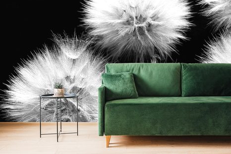 WALL MURAL BLACK AND WHITE DANDELION - BLACK AND WHITE WALLPAPERS - WALLPAPERS