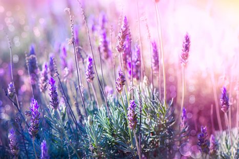 КАРТИНА НА ПЛАТНО – МАГИЧЕСКИ ЦВЕТОВЕ НА ЛАВАНДУЛА - КАРТИНИ С ЦВЕТЯ - КАРТИНИ
