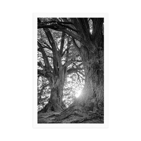 PLAKAT VELIČASTNA DREVESA V ČRNOBELI VARIANTI - ČRNOBELI - PLAKATI