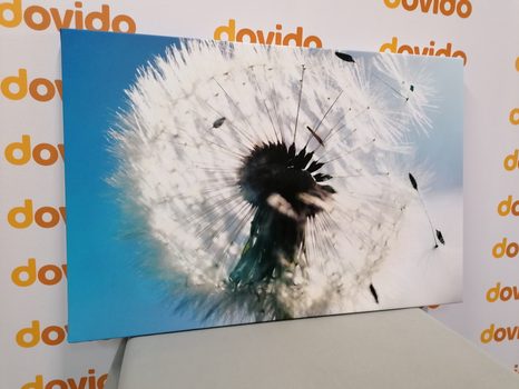 OBRAZ DETAIL PAMPELIŠKY - OBRAZY KVĚTŮ - OBRAZY