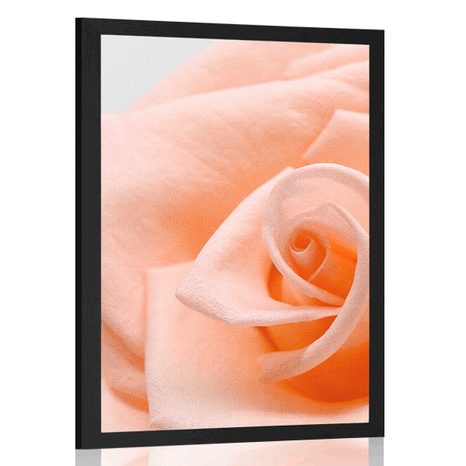 AFFICHE ROSE DANS UNE TEINTE PÊCHE - FLEURS - AFFICHES