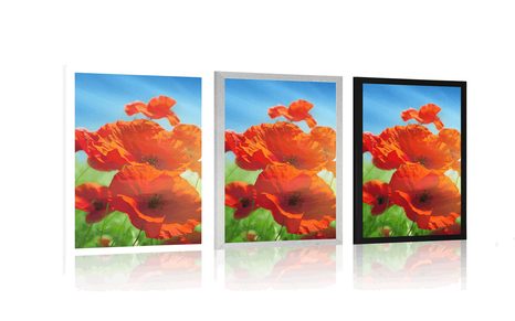 PLAKÁT VLČÍ MÁK NA LOUCE - KVĚTINY - PLAKÁTY