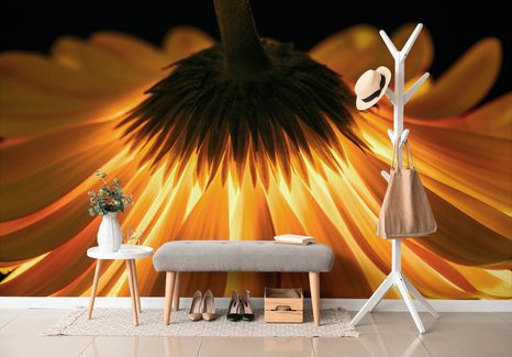 FOTOTAPETA GERBERA NA TMAVÉM POZADÍ - TAPETY KVĚTINY - TAPETY