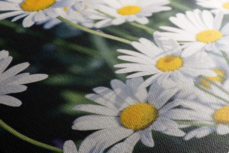 TABLEAU SUR TOILE – MARGUERITES DANS LE JARDIN - TABLEAUX DE FLEURS - TABLEAUX