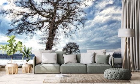 FOTOTAPETA STROMY V ZIMĚ - TAPETY PŘÍRODA - TAPETY