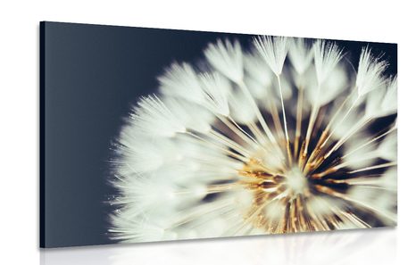 TABLEAU SUR TOILE – PISSENLIT SUR FOND SOMBRE - TABLEAUX DE FLEURS - TABLEAUX