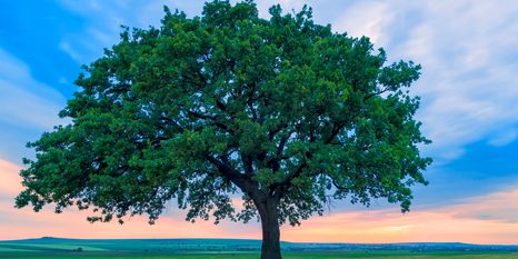 TABLOU STEJAR SINGURATIC - TABLOU NATURĂ ȘI PEISAJE NATURALE - TABLOURI
