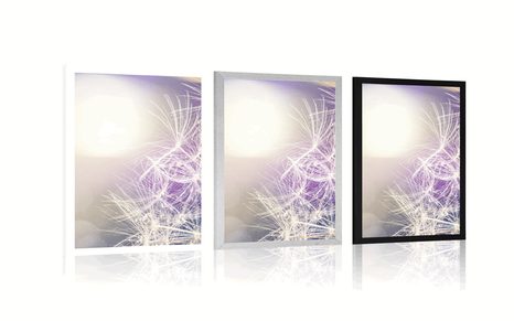 POSTER DETAILANSICHT LÖWENZAHN - BLUMEN - POSTER