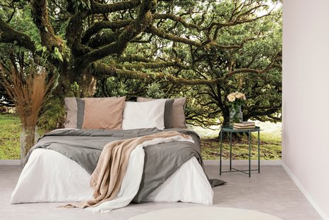 FOTOTAPETA STROMY POKRYTÉ MECHEM - TAPETY PŘÍRODA - TAPETY